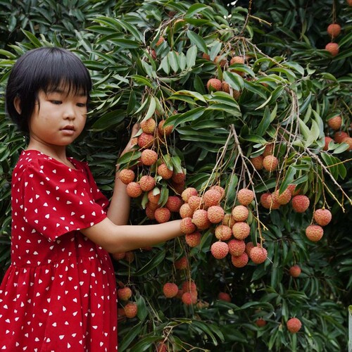荔枝苗冰荔仙进奉桂味妃子笑糯米糍三月红鸡嘴无核荔枝嫁接高压苗 - 图1