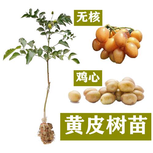 广西黄皮嫁接苗鸡心无核贵妃紫肉黑黄皮树苗南方种植带泥带叶发货 - 图1