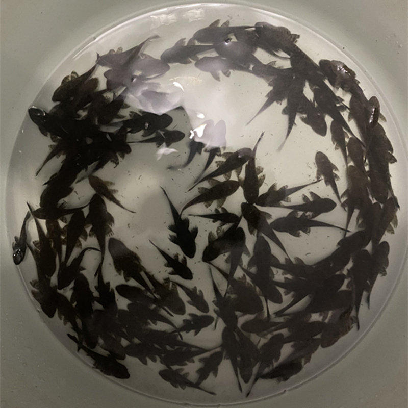 鱼场直销清道夫鱼缸清洁工配鱼大型活体垃圾热带鱼除藻淡水观赏鱼,淘宝优惠券,粉丝福利购,淘宝优惠卷