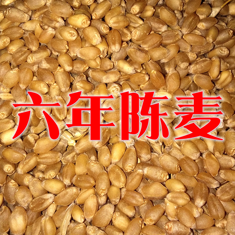 河南农家带皮小麦粒可入药正品无硫甘麦大枣汤料淮小麦陈麦老麦子 - 图1