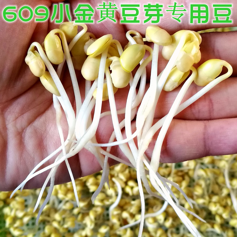 新货发豆芽黄豆生黄豆芽豆专用黄豆纳豆 5斤2东北农家自种690小粒-图1