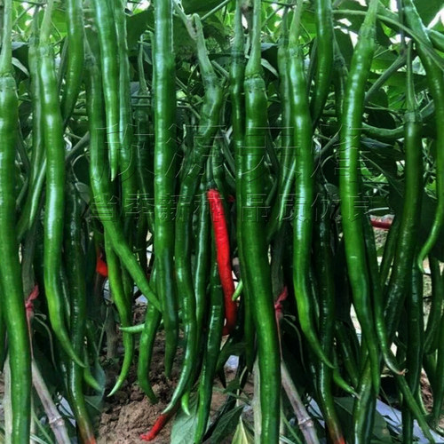 黑线椒种籽夏秋季超长线椒苗辣椒菜种子南方四季阳台盆栽蔬菜种孑 - 图0