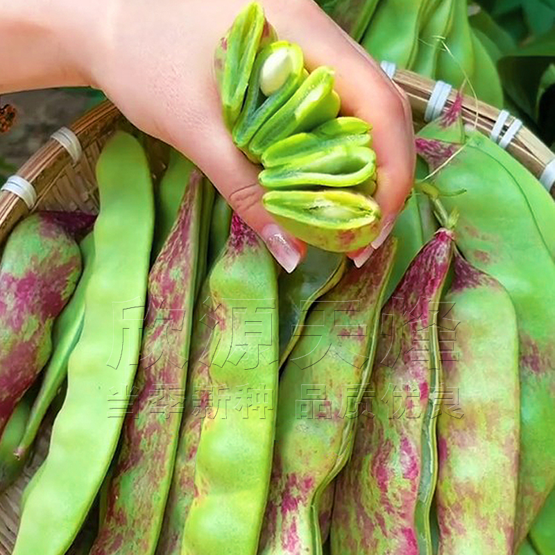 一点红油豆种子春季夏秋冬季四季播蔬菜高产芸豆东北油豆角种籽孑-图0