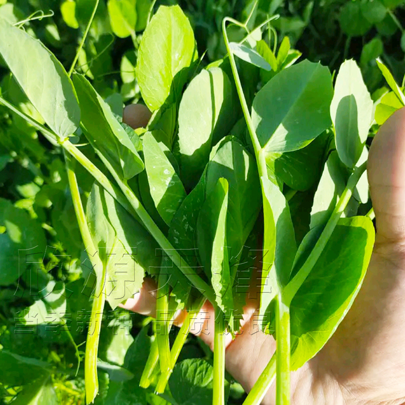 豌豆尖种子孑春季秋冬季四季豌豆苗芽吃苗蔬菜荷兰豆龙须菜种籽