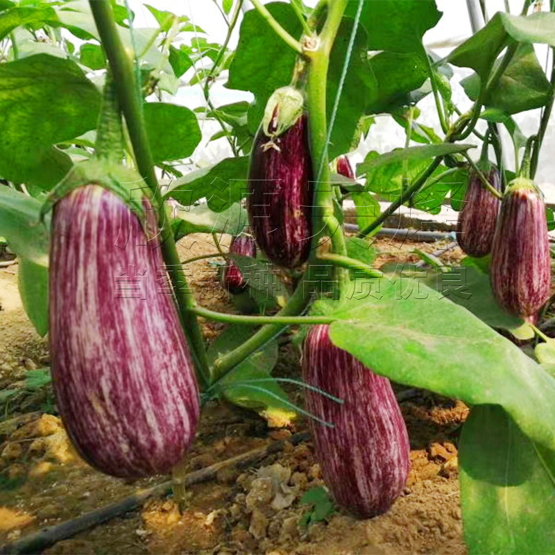 彩茄花茄种子孑春季秋季四季阳台盆栽蔬菜特色面包紫红纹茄子种籽,淘宝优惠券,粉丝福利购,淘宝优惠卷