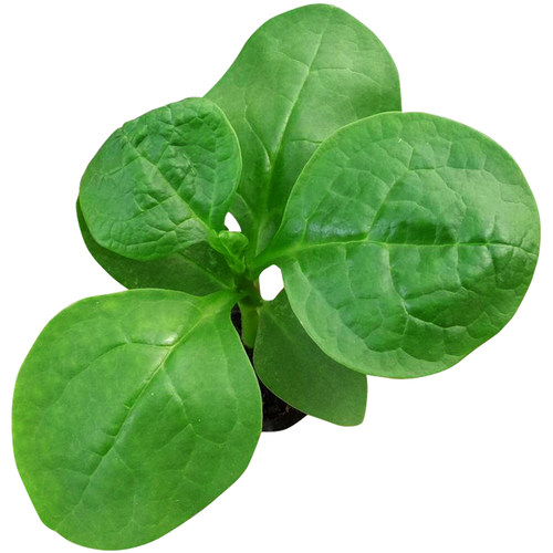 大叶木耳菜种籽春季夏季秋季爬藤藤菜潺菜蔬菜四季阳台盆栽种子孑 - 图3