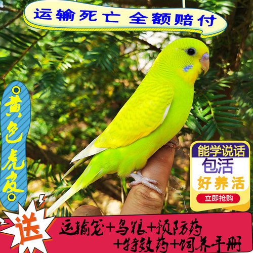 虎皮鹦鹉活鸟中小型会说话宠物鸟类鸟活物手养鸟玄凤一对幼鸟活体 - 图1