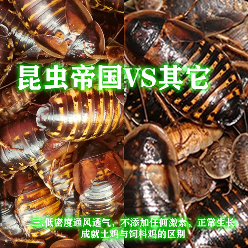 正常发货 昆虫帝国 杜比亚蟑螂活体幼体亚成龙鱼饲料 - 图1