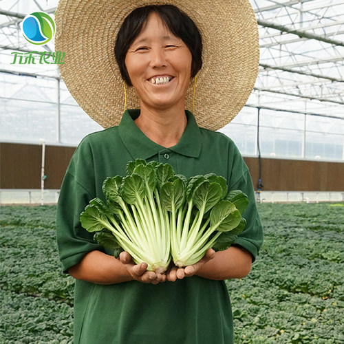 万禾农业万禾有机塌菜乌塌菜塔菜塌棵菜塌地松黑菜家常菜250 叶菜 - 图3