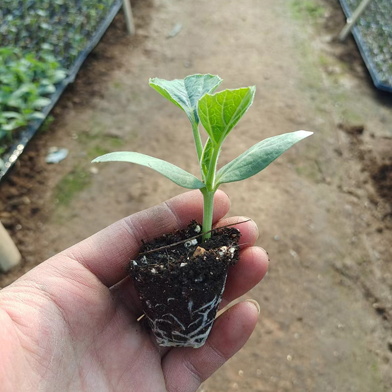 小亚葫芦秧苗手捻种子特小苗孑子庭院盆栽巨型文玩大酒宝葫芦种苗-图0