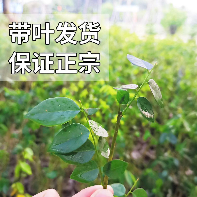 名贵苗木正宗海南黄花梨树苖黄花梨苗降香黄檀红木黄花梨-图1