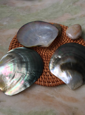 天然抛光黑蝶贝壳家居装饰品摆件