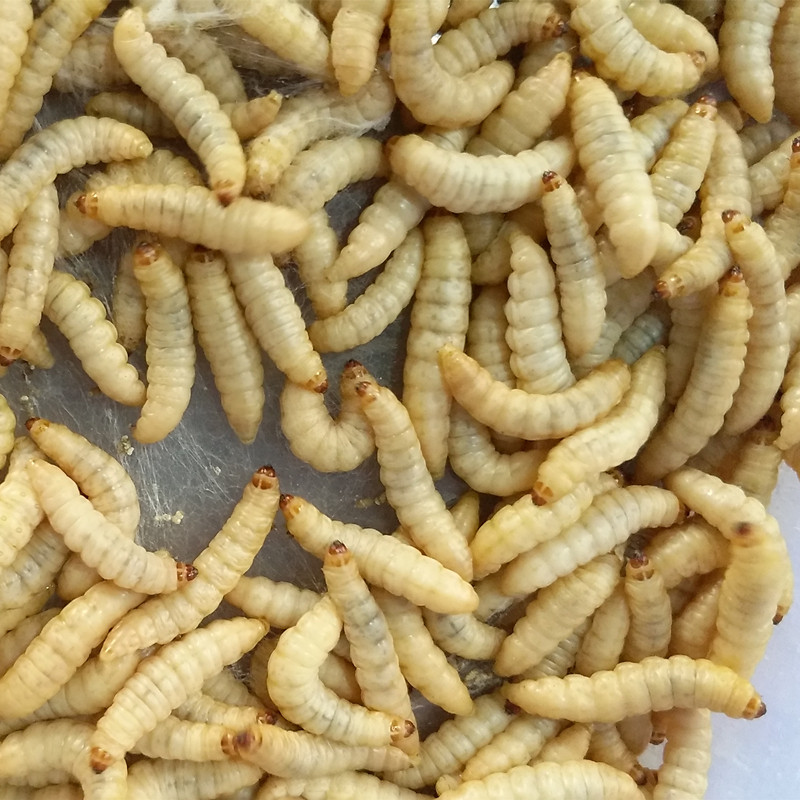 玉米虫葡萄蜜虫活虫大蜡螟活体鱼饵鹦鹉绣眼画眉鸟食仓鼠宠物饲料,淘宝优惠券,粉丝福利购,淘宝优惠卷