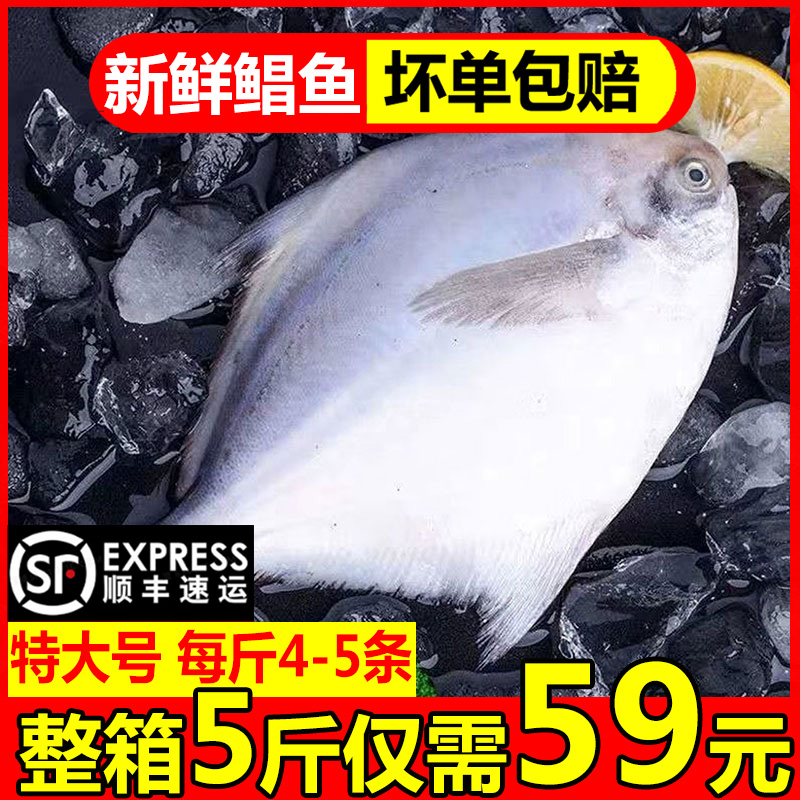 银鲳鱼新鲜冷冻昌鱼白生鲜鲳白鲳鱼 国产鲳鱼野生海捕顺丰发货全国六仓 赞果策旗舰店