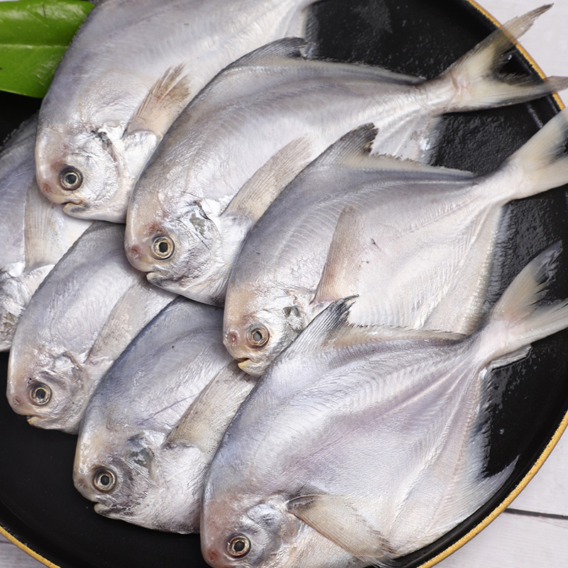 东海野生银鲳鱼新鲜鲳鱼冷冻银鲳鱼白鲳鱼平鱼5斤新鲜海鲜水产 - 图1