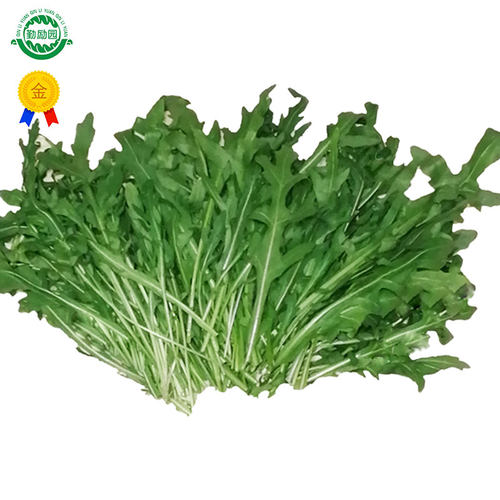 勤励园新鲜芝麻菜现摘现卖蔬菜健康食品西餐沙拉配菜食材榨汁用 - 图0