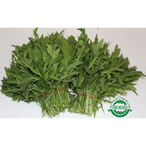 勤励园新鲜芝麻菜现摘现卖蔬菜健康食品西餐沙拉配菜食材榨汁用 - 图1