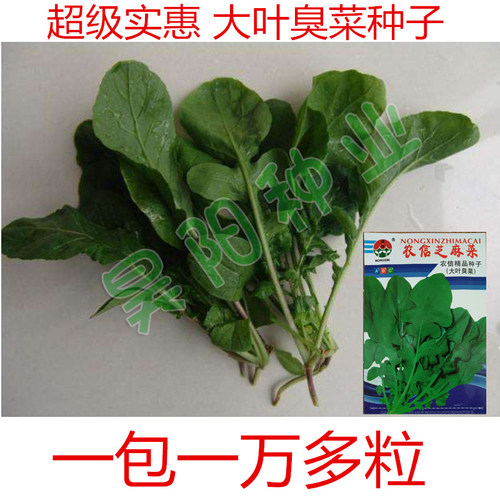大叶臭菜种籽儿小叶芝麻菜种子臭菜籽种春秋四季阳台盆栽蔬菜种孑 - 图0