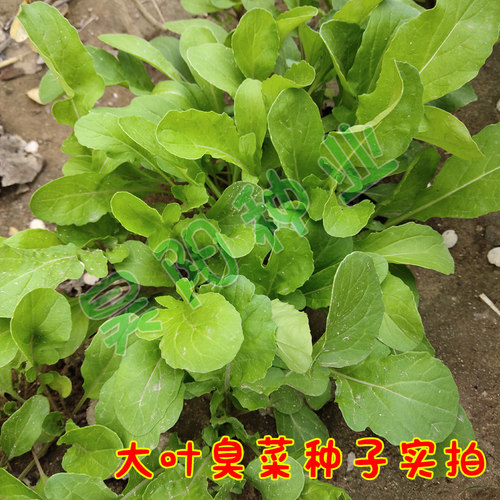 大叶臭菜种籽儿小叶芝麻菜种子臭菜籽种春秋四季阳台盆栽蔬菜种孑 - 图2