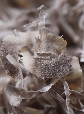 纯正披毛犀老亚角粉犀角丝冲水泡酒名贵药材养生文玩入药清热解火