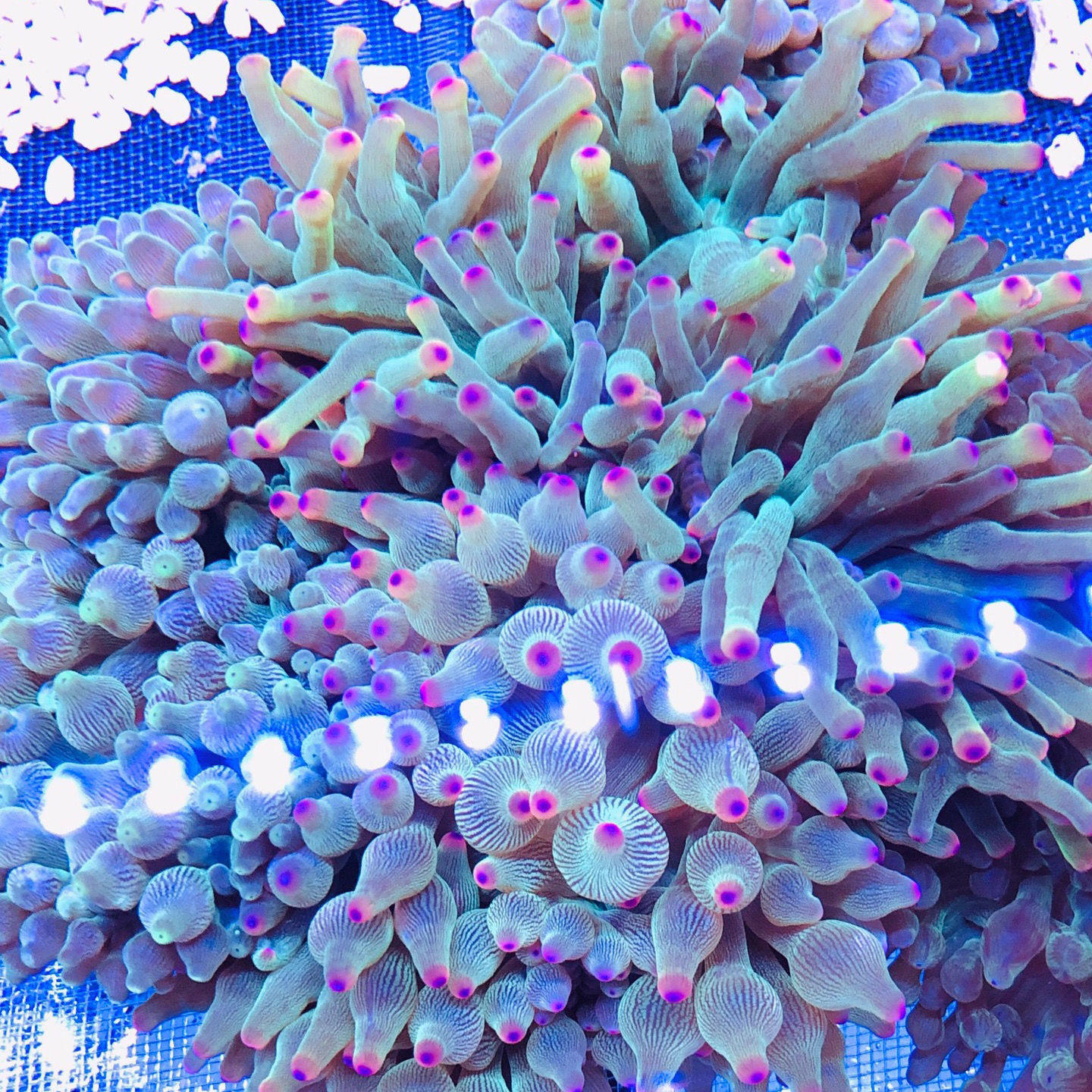 奶嘴海葵小丑鱼共生紫头海葵观赏活体珊瑚荧光绿奶嘴海葵软体地毯,淘宝优惠券,粉丝福利购,淘宝优惠卷