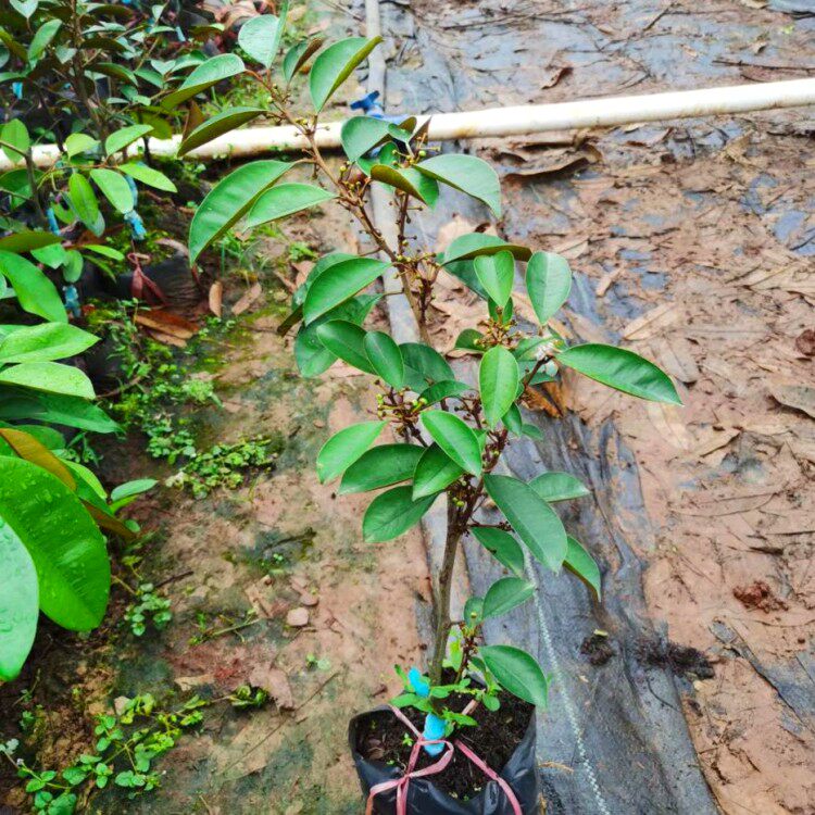 嫁接牛奶果树苗热带星苹果苗果苗金星越南果牛奶果苗带土庭院地栽