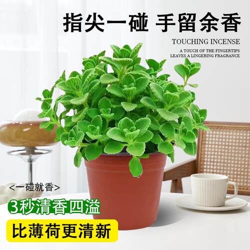 碰碰香盆栽室内提神绿植多肉植物大盆花卉盆栽净化空气一抹香 - 图0