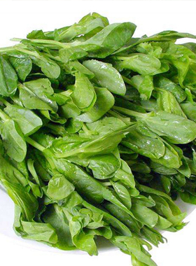 秋冬种子豌豆苗颠荷兰豆芽苗菜