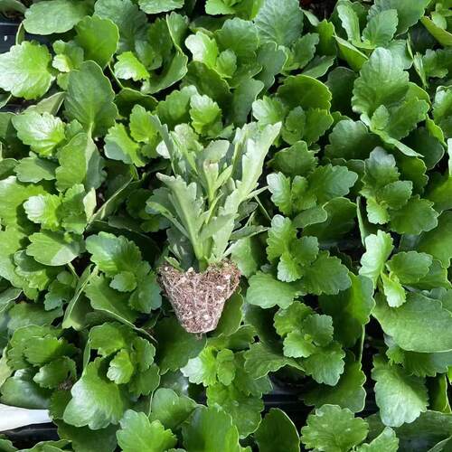 重瓣长寿花小苗 穴盘苗  重瓣大花室内阳台花卉绿植 四季 开花 - 图3