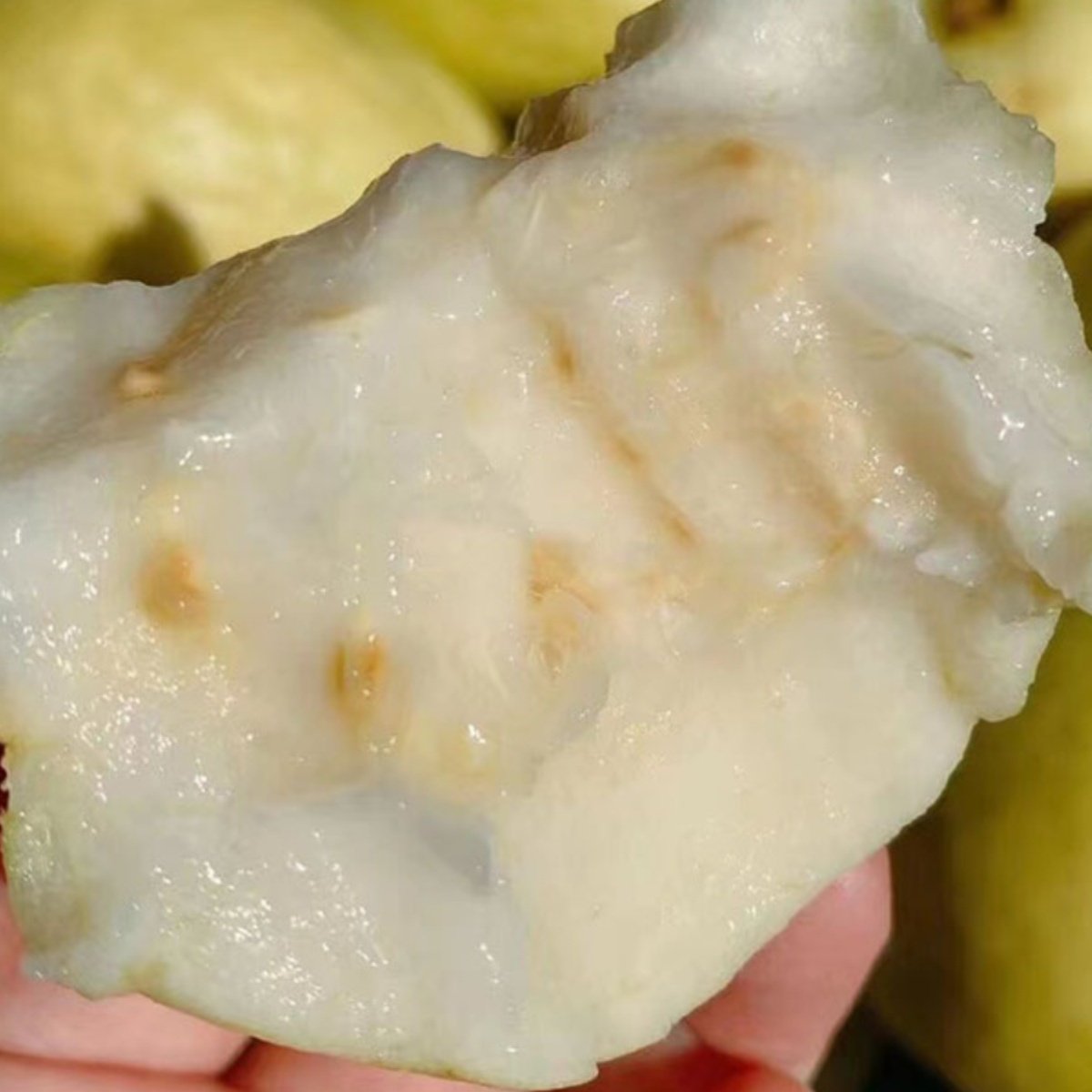 顺丰福建软糯奶油芭乐水果当季软白冰激凌番石榴软心孕妇水果包邮,淘宝优惠券,粉丝福利购,淘宝优惠卷