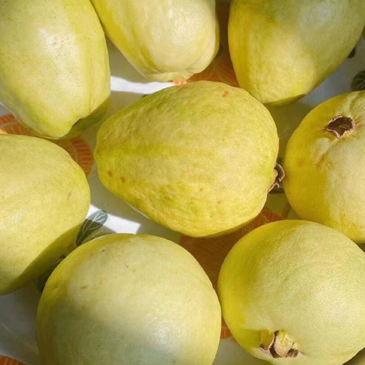 顺丰福建软糯奶油芭乐水果当季软白冰激凌番石榴软心孕妇水果包邮,淘宝优惠券,粉丝福利购,淘宝优惠卷