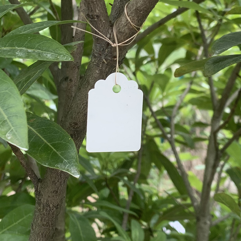 植物防水吊牌塑料花卉牌记号牌园艺标签彩色果树挂牌苗木标记-图1