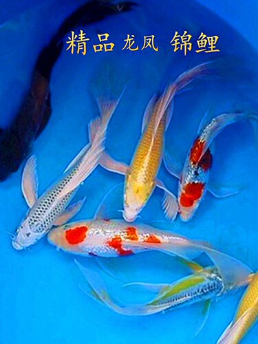 冷水观赏鱼锦鲤活鱼纯种龙凤锦鲤黄金白金发财鱼好养易活金鱼包邮 - 图0