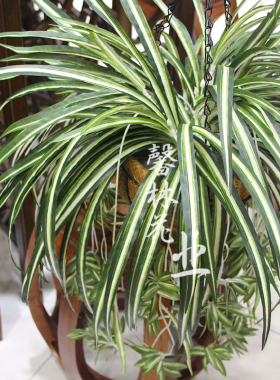 吊兰仿真室内绿植塑料花