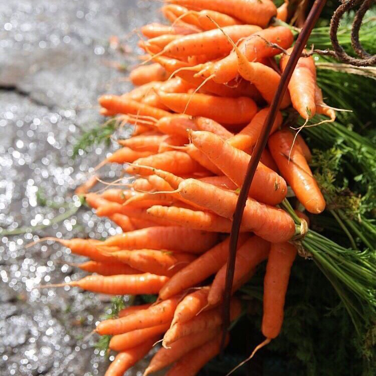 几天采挖一次｜橙色小胡萝卜 云南小胡萝卜营养丰富 食法多样辅食 - 图0