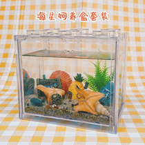 Live SeaStar Rearing Plan Suit Pet Natural SeaStar Ocean Seas Gift Desktop Fish Tank Dormitory Building