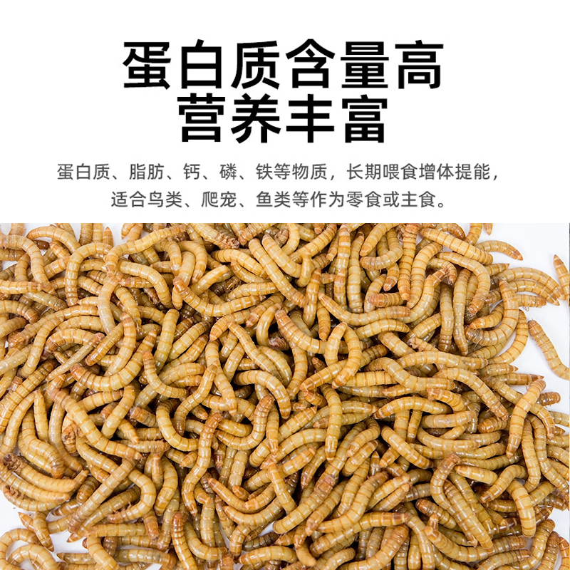 面包虫活体透气小盒发货黄粉虫蜘蛛蝎子乌龟守宫角蛙鸟活饵饲料 - 图0