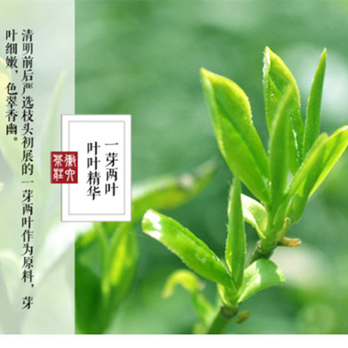 古茶树群体种茶叶树苗 浙江西湖龙井茶苗 盆栽鸠坑茶树苗18元包邮 - 图0