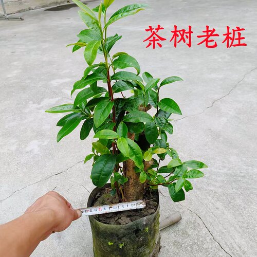 多品种不同规格茶叶树苗 龙井黄金芽鸭屎香茶苗 碧螺春铁观音茶树 - 图0