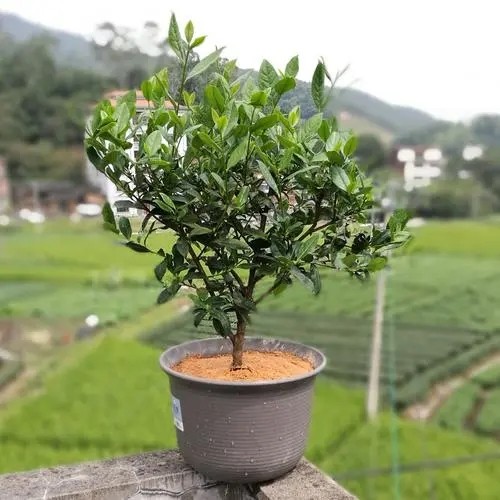 营养杯祁门红茶苗 大红袍水仙茶苗 肉桂丹奇茶树 金骏眉茶叶树苗,淘宝优惠券,粉丝福利购,淘宝优惠卷