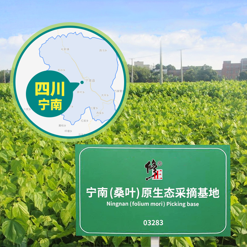 修正霜桑叶茶新鲜霜打桑叶干正品官方旗舰店非中药材特级蒲公英 - 图2