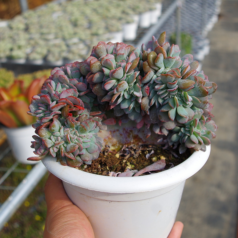 冰灿缀化多肉植物老桩超大稀有品室内阳台花卉防辐射绿植盆栽景观