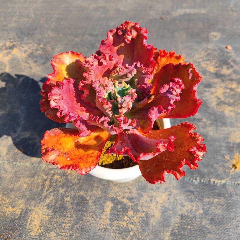 多肉植物大盆云南基地露养实拍女王花笠老桩肉肉花园庭院带盆栽好