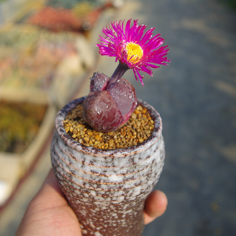 生石花多肉植物红帝玉稀有精品室内阳台花卉开花绿植盆栽掌上盆景 - 图2