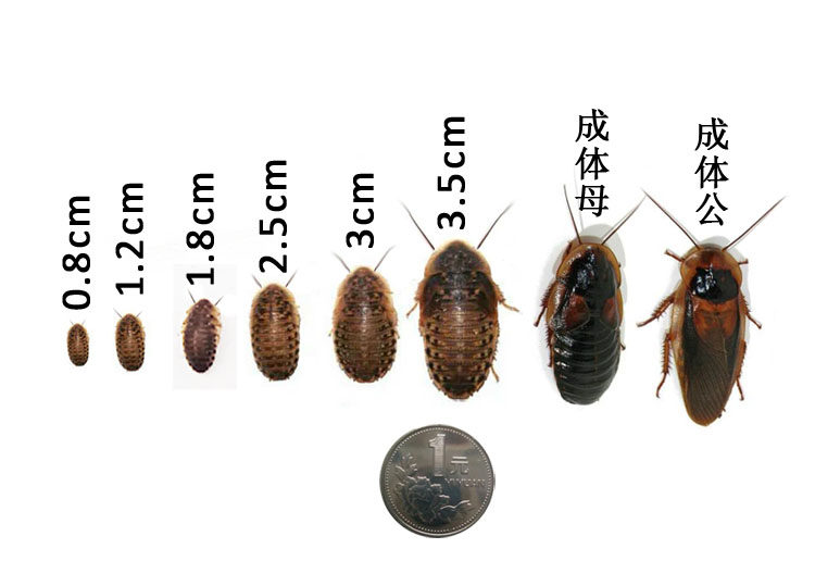 杜比亚蟑螂活体幼体亚成各种规格蜥蜴龙鱼乌龟活体饲料包活繁殖