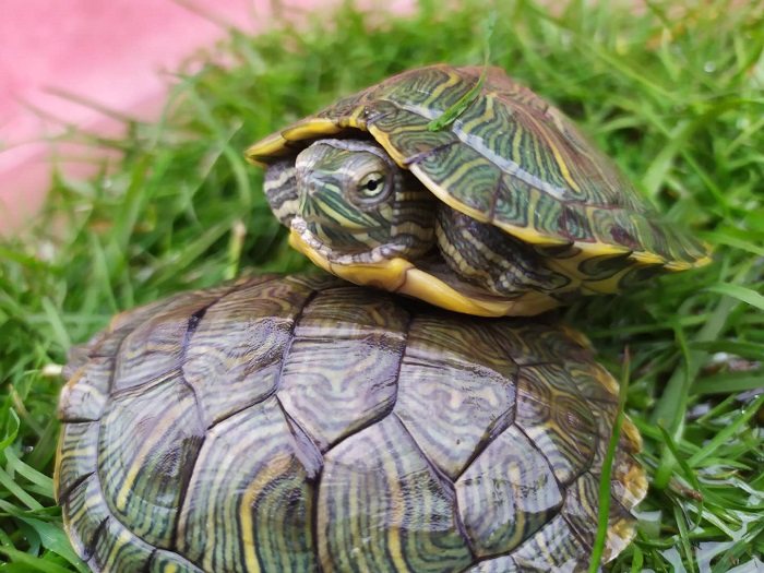 外塘大小巴西龟红耳龟宠物龟观赏龟小乌龟巴西龟活体批包活发,淘宝优惠券,粉丝福利购,淘宝优惠卷