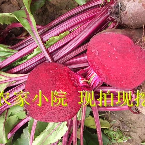 新鲜甜菜根红菜头红甜菜甜菜头紫菜头卡通包榨汁酵素农家自种-图0