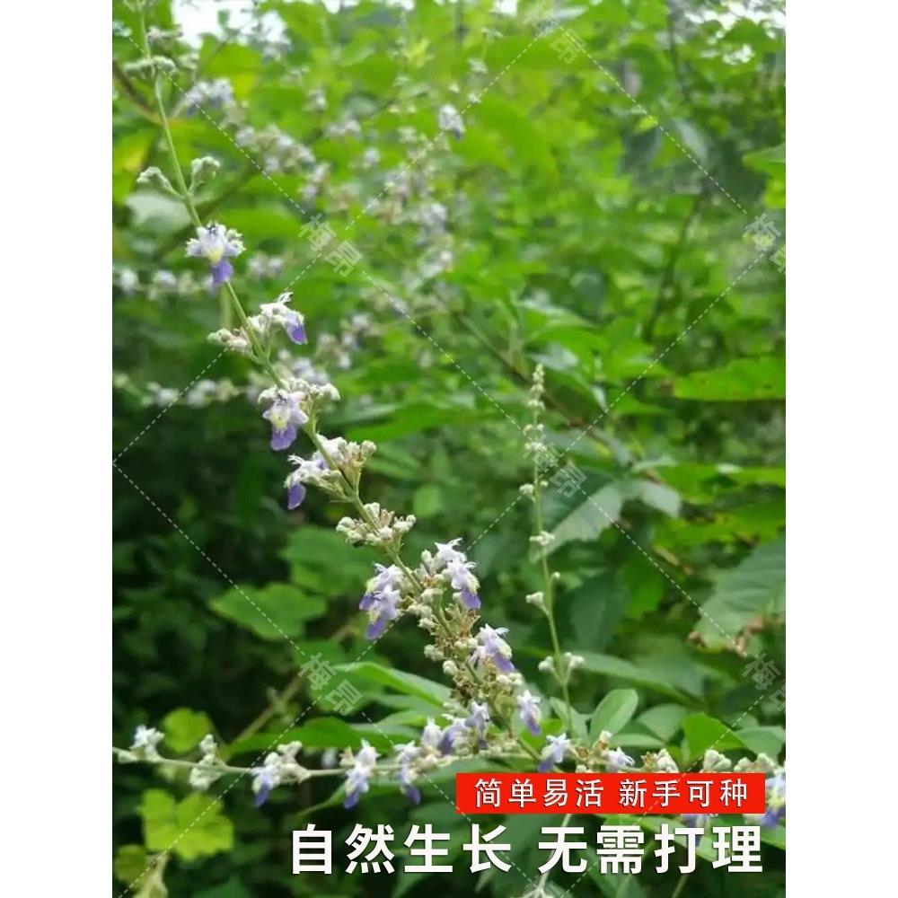 荆条种子牡荆五指风五指柑黄荆柴黄金子蜜源绿肥护坡固土防沙种籽 - 图1