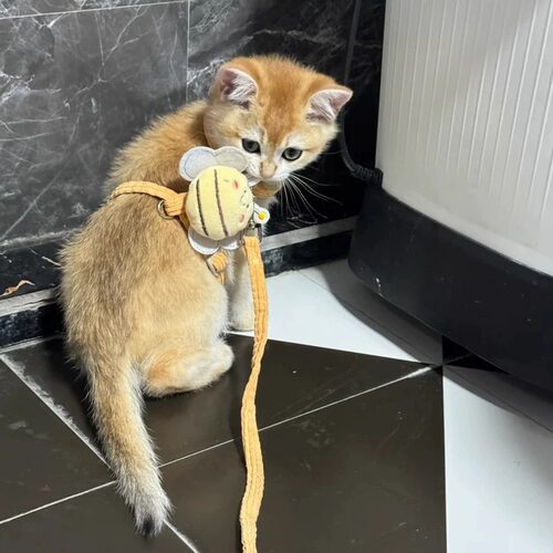 幼猫牵引绳超小号小奶猫遛猫绳防挣脱1-3斤工字型背带猫咪牵引绳 - 图2