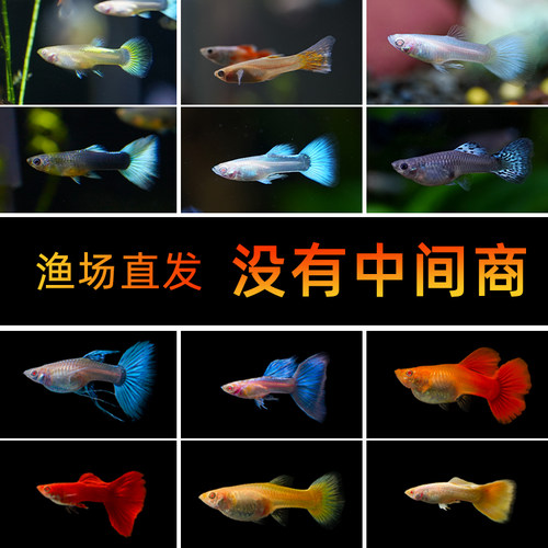 孔雀鱼热带观赏鱼苗小型淡水精品凤尾鱼好养耐活小鱼群游活体活鱼 - 图3